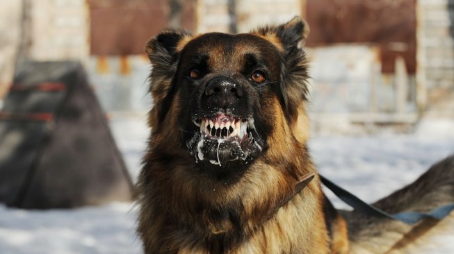 Seorang Anak di Manggarai Timur Meninggal Dunia Usai Digigit Anjing Rabies