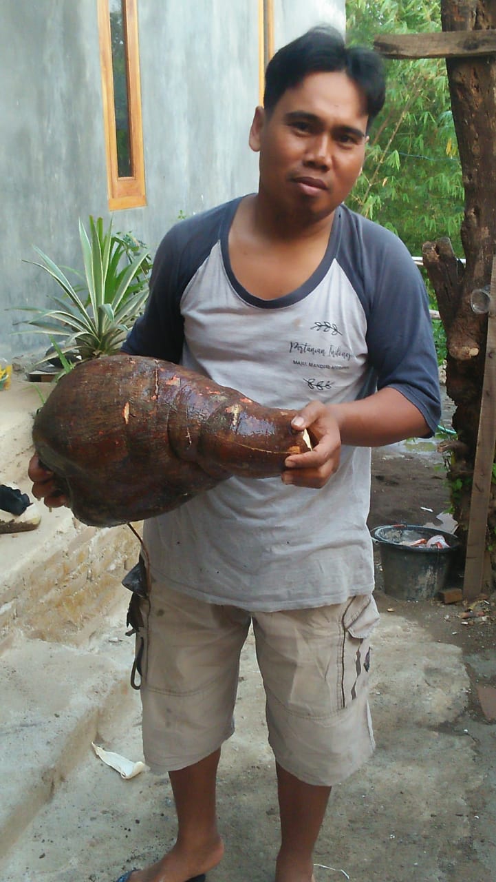Seorang Petani Songgom Temukan Umbi Bodin Seberat 8 Kg