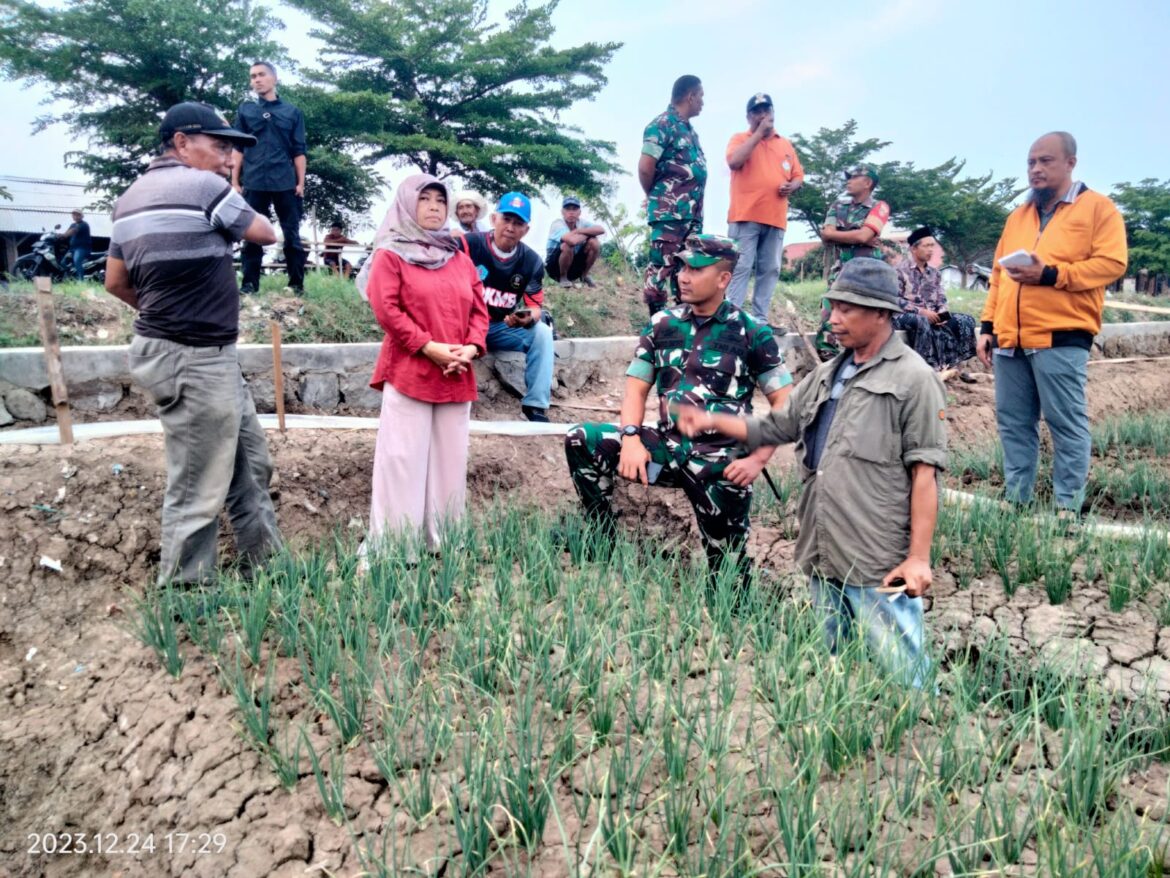 Dandim 0713 Brebes Blusukan Kesawah Temui Petani Bawang Merah