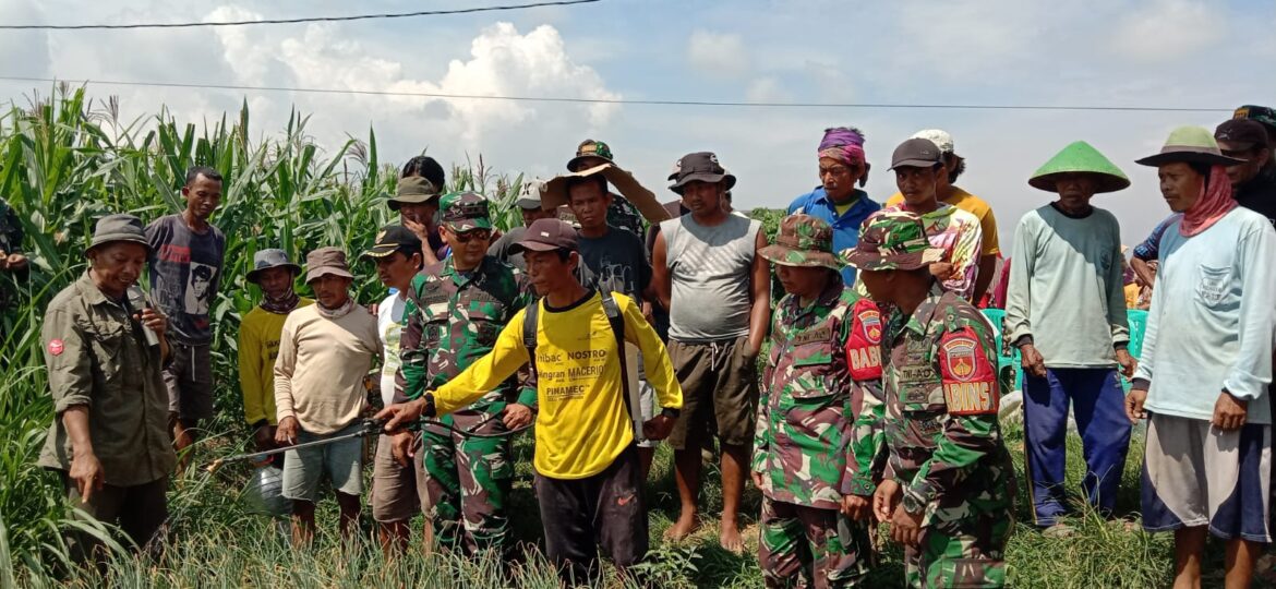 Peduli Kekeringan, Kodim Brebes Bagikan 5.000 Liter Mikroba PA63 Garuda 0713 kepada Petani di Desa Cikeusal Kidul
