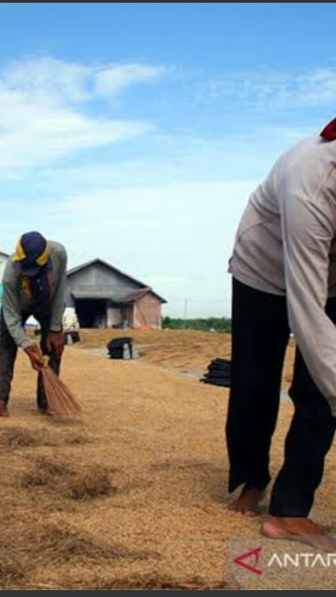 Bantuan Propinsi Program Lumbung Pangan ,Digelontorkan Kepada 24 Kelompok Tani Kabupaten Brebes