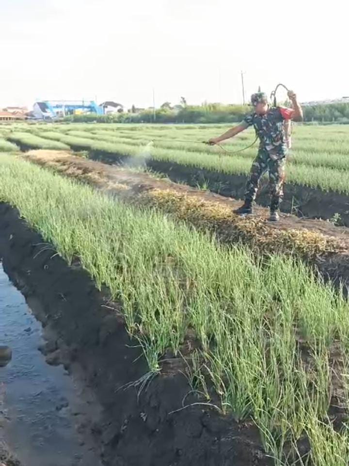 Bawang Jadi Subur : Babinsa Banjaranyar Bantu Petani Semprotkan Mikroba PA 63 Garuda 0713 Brebes