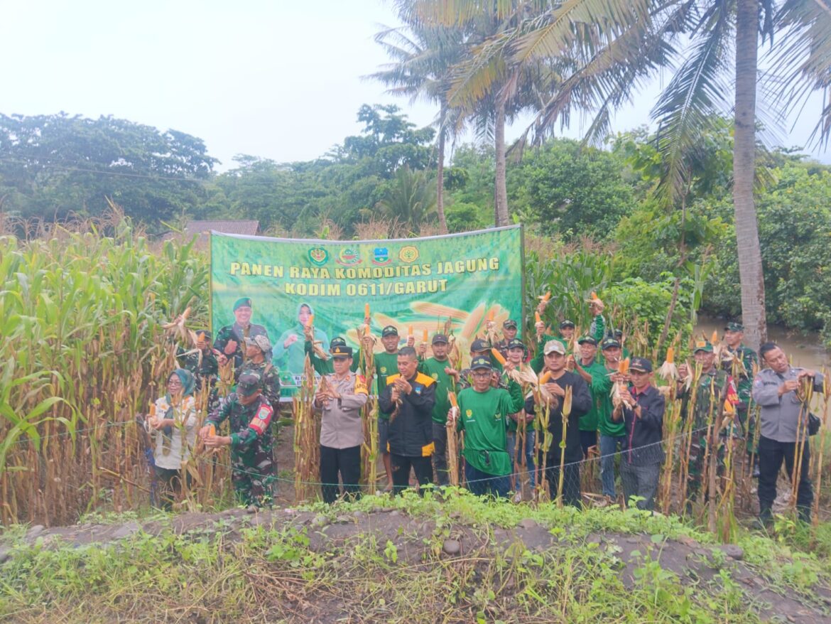 Koramil 1121/Bungbulang Kodim 0611/Garut Panen Raya Jagung Bersama Poktan Desa Cijayana