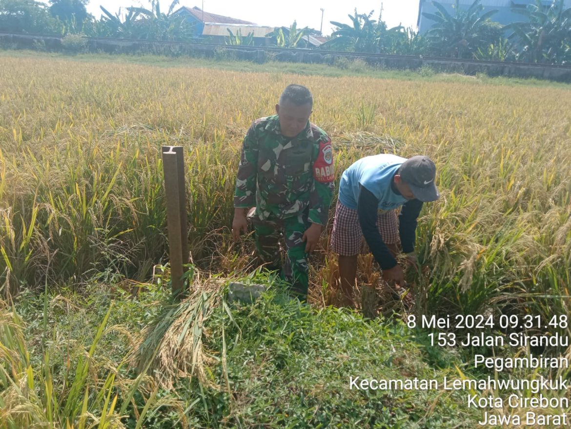 Babinsa Larangan Lakukan Pendampingan Poktan Sipadu Sejahtera Panen Padi