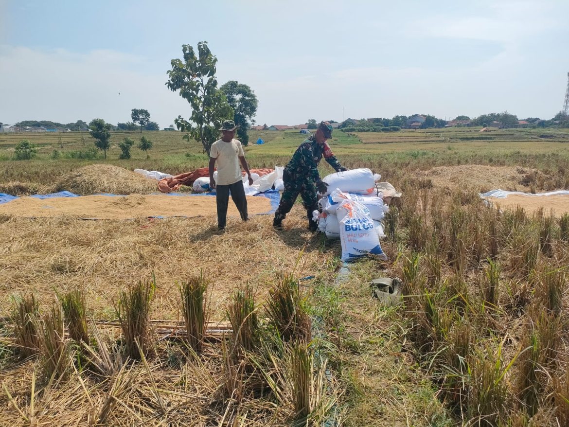 Babinsa Kalijaga Melaksanakan Pendampingan Poktan Sidemung Dalam Rangka Penjemuran Gabah Pasca Panen