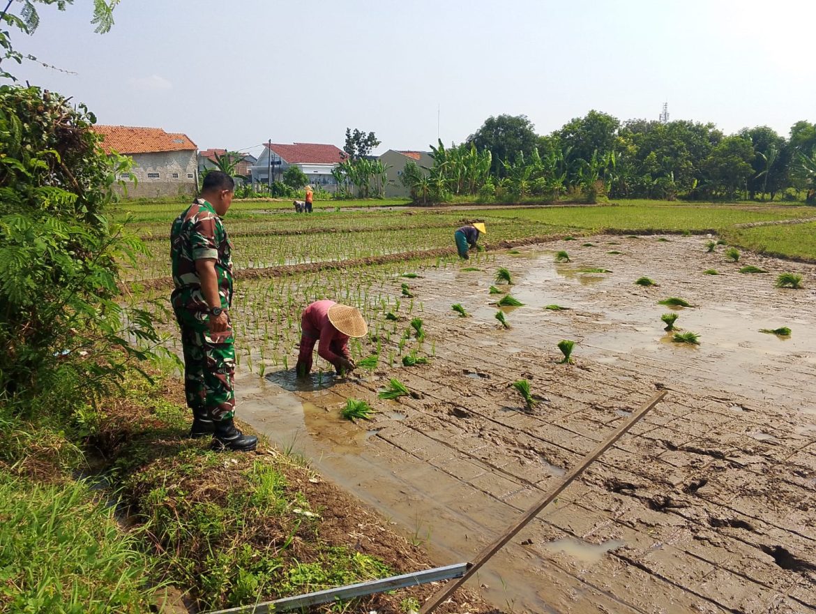 Pendampingan Poktan Sipeti Kelurahan Karyamulya Oleh Babinsa Saat Tanam Padi