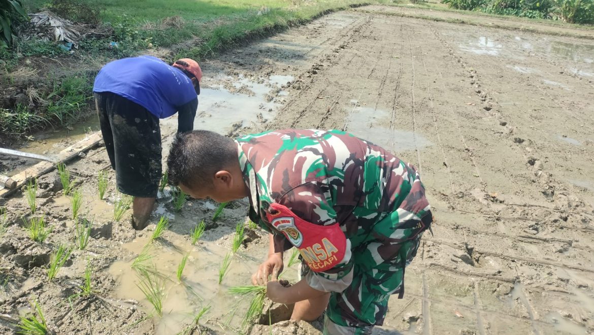 Babinsa Kecapi Ikut Tanam Padi, Untuk Sukseskan Program Hanpangan