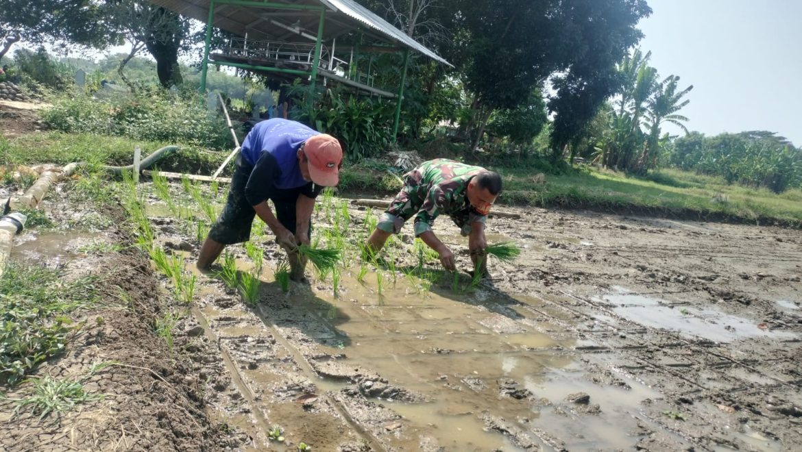 Babinsa Kejaksan Lakukan Pendampingan Poktan Untuk Sukseskan Program Hanpangan dari Pemerintah
