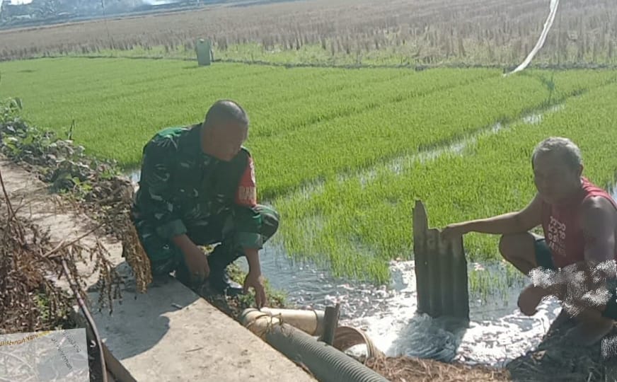 Pendampingan Babinsa Larangan Kepada Poktan Sipadu Sejahtera Melaksanakan Pengairan Benih Padi