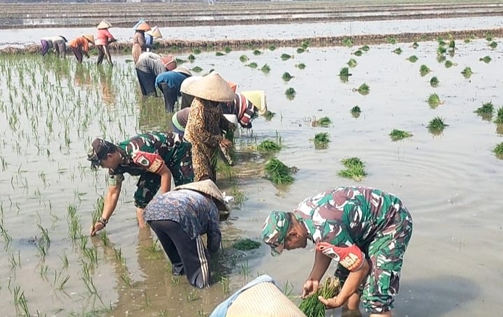 Babinsa Pegambiran Ikut Tanam Padi, Sukseskan Hanpangan
