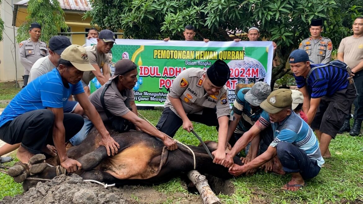 Polres Langkat potong hewan Kurban 9 ekor lembu dan 8 ekor kambing.