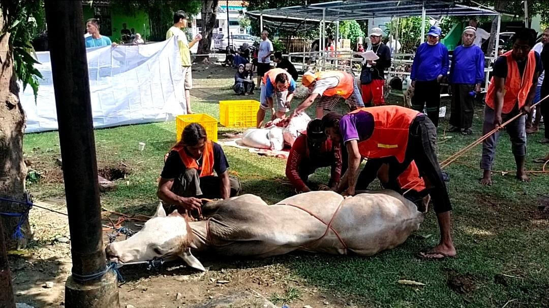 Semangat Idul Adha di Ciremai Giri : 7 Sapi dan 12 Kambing Untuk Berbagi