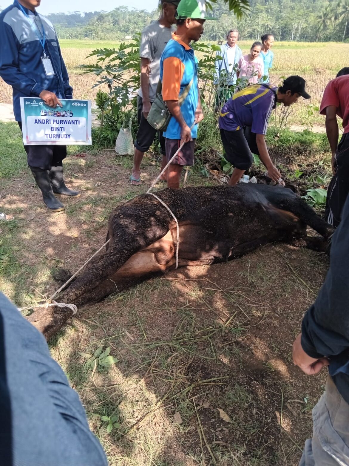 Yayasan Abulyatama indonesia YAI Magelang Salurkan hewan qurban di Desa Wanadri Secang