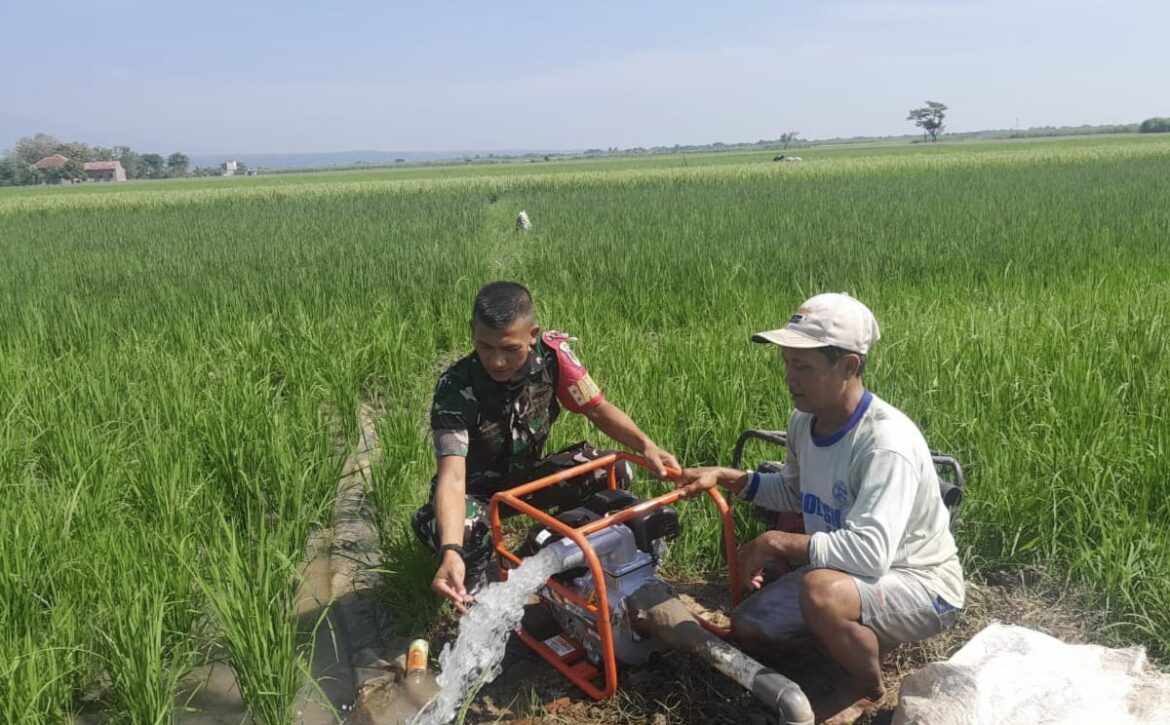 Babinsa Koramil 0620-09/Karangsembung Lakukan Pendampingan Pertanian