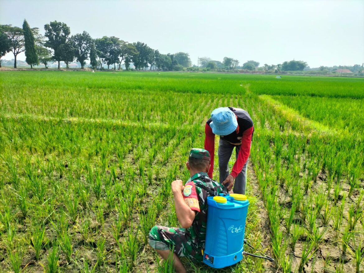 Babinsa Koramil 0620-15/Klangenan Dampingi Petani Semprot Padi
