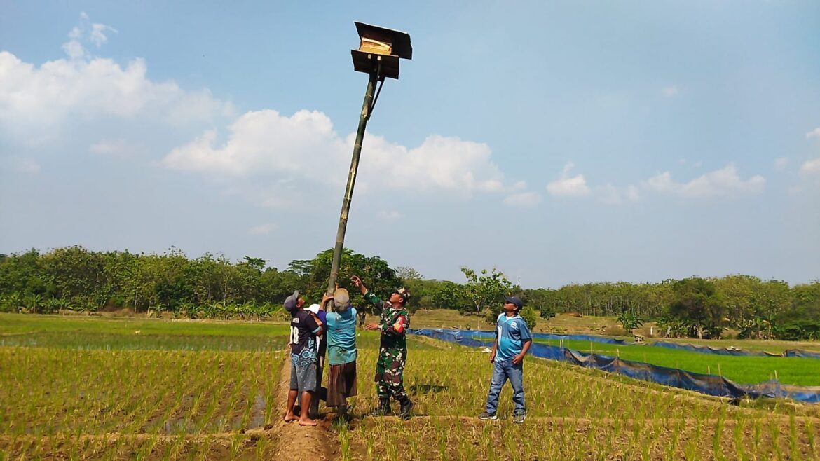 Upaya pengendalian OPT (Hama Tikus), Babinsa Tegalgubug dampingi Petani bangun Rubuha