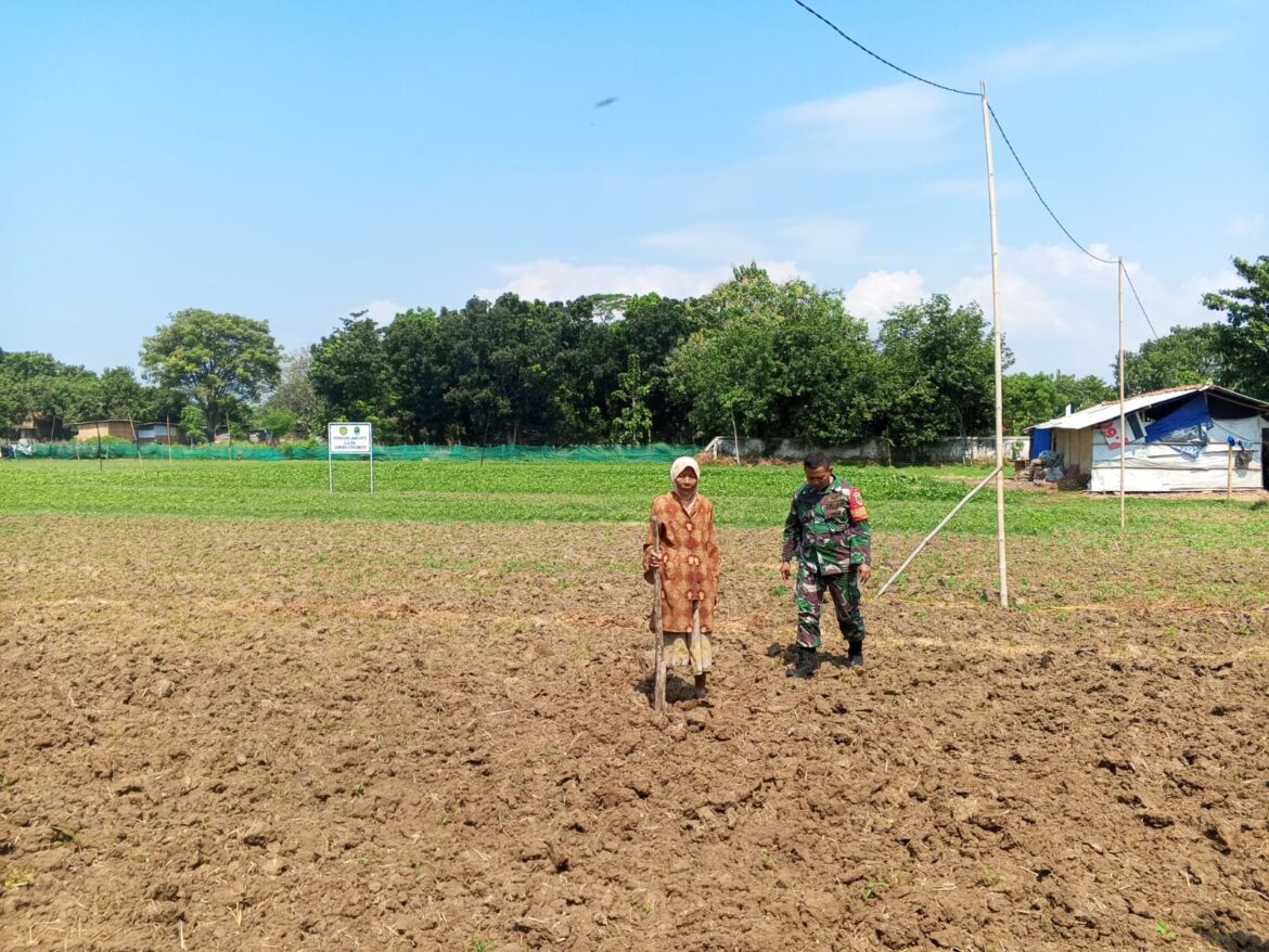 Sukseskan Program Hanpangan, Babinsa Kesenden Lakukan Pendampingan Warga Tanam Kacang Hijau