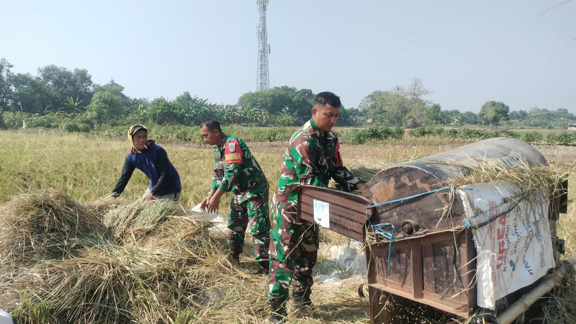 Babinsa Kecapi Ikut Panen Padi Sukseskan Hanpangan