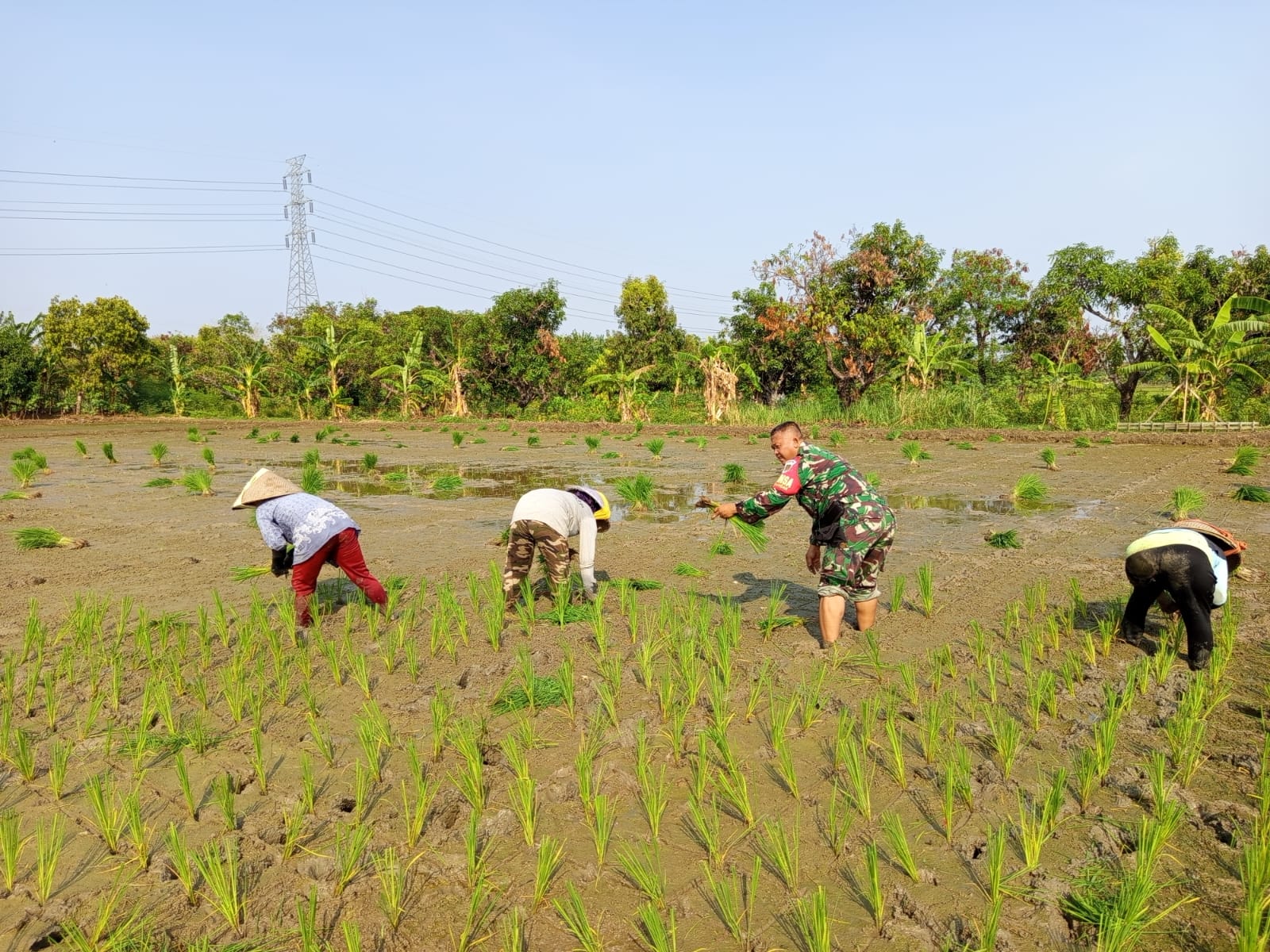 Babinsa Larangan Mengikuti Tanam Padi, Maksimalkan Program Hanpangan
