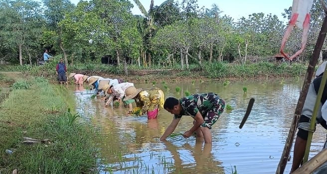 Tingkatkan Hanpangan, Babinsa Bumianyar Bantu Petani Capai Hasil Maksimal