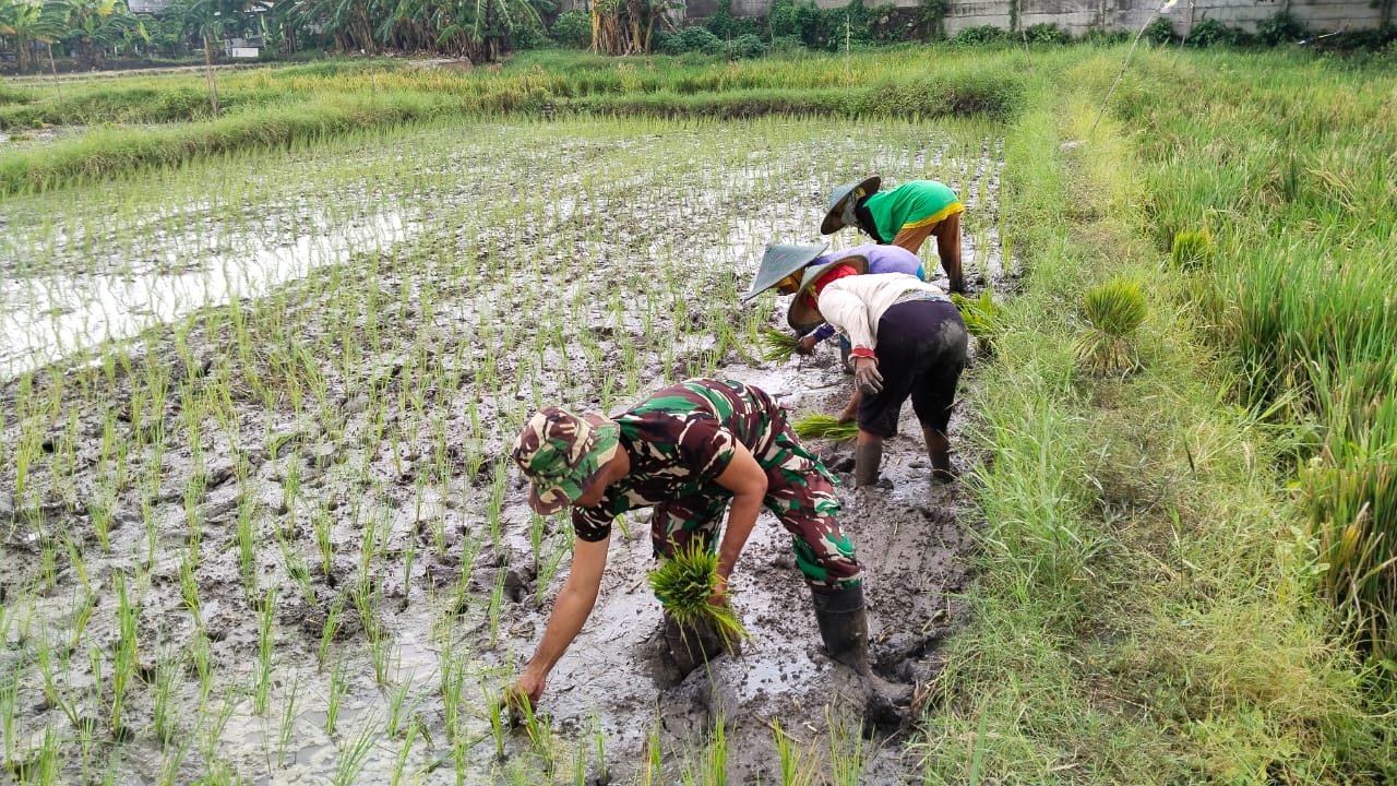 Babinsa Koramil 0817/07 Kebomas Bantu Warga Desa Kembangan Tanam Padi