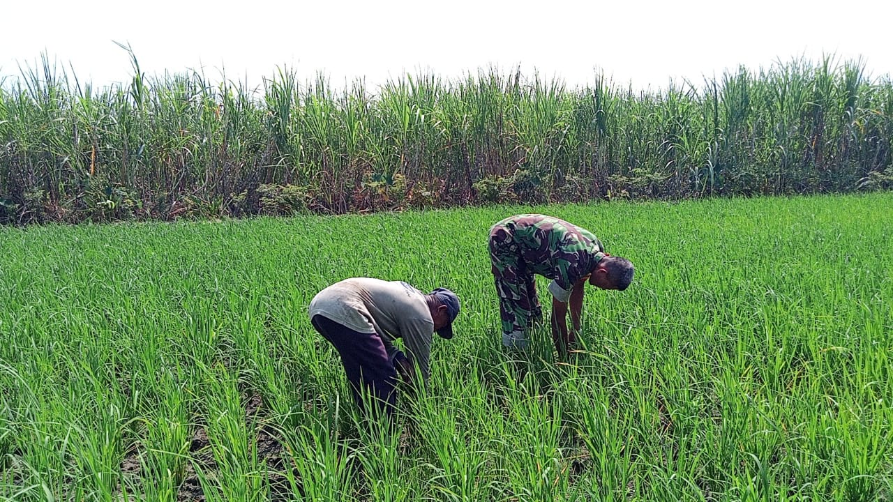 Babinsa Koramil 0817/03 Kedamean Dukung Ketahanan Pangan dengan Teknik Penanaman Padi di Desa Ngepung
