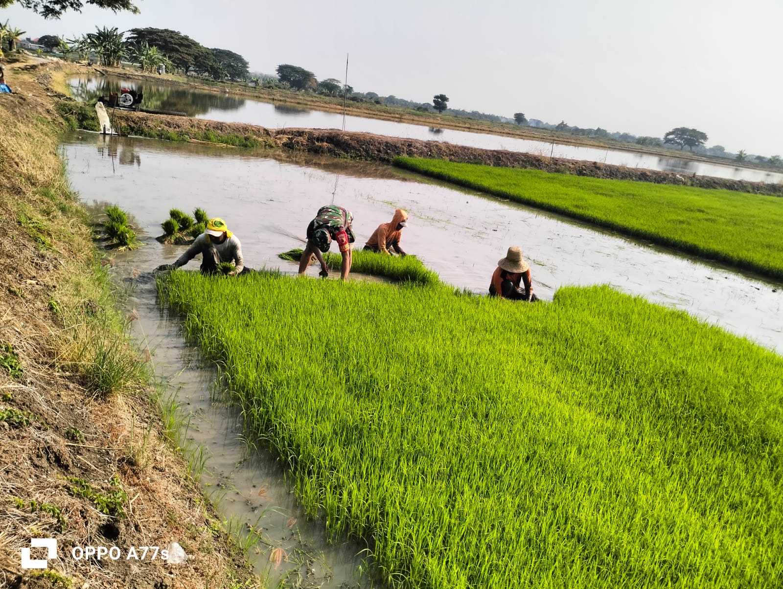 Babinsa 0817/16 Dukun Laksanakan Komsos dengan Petani di Desa Babaksari