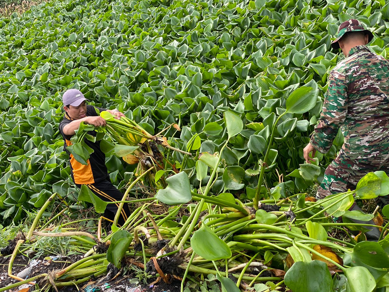 Cegah Banjir Polisi bersama TNI Bersihkan Sampah dan Enceng Gondok di Sungai Gebang Sidoarjo