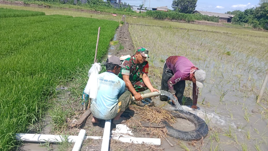 Babinsa Koramil 0817/02 Wringinanom Bersama Petani Laksanakan Pengairan Sawah di Desa Lebaniwaras