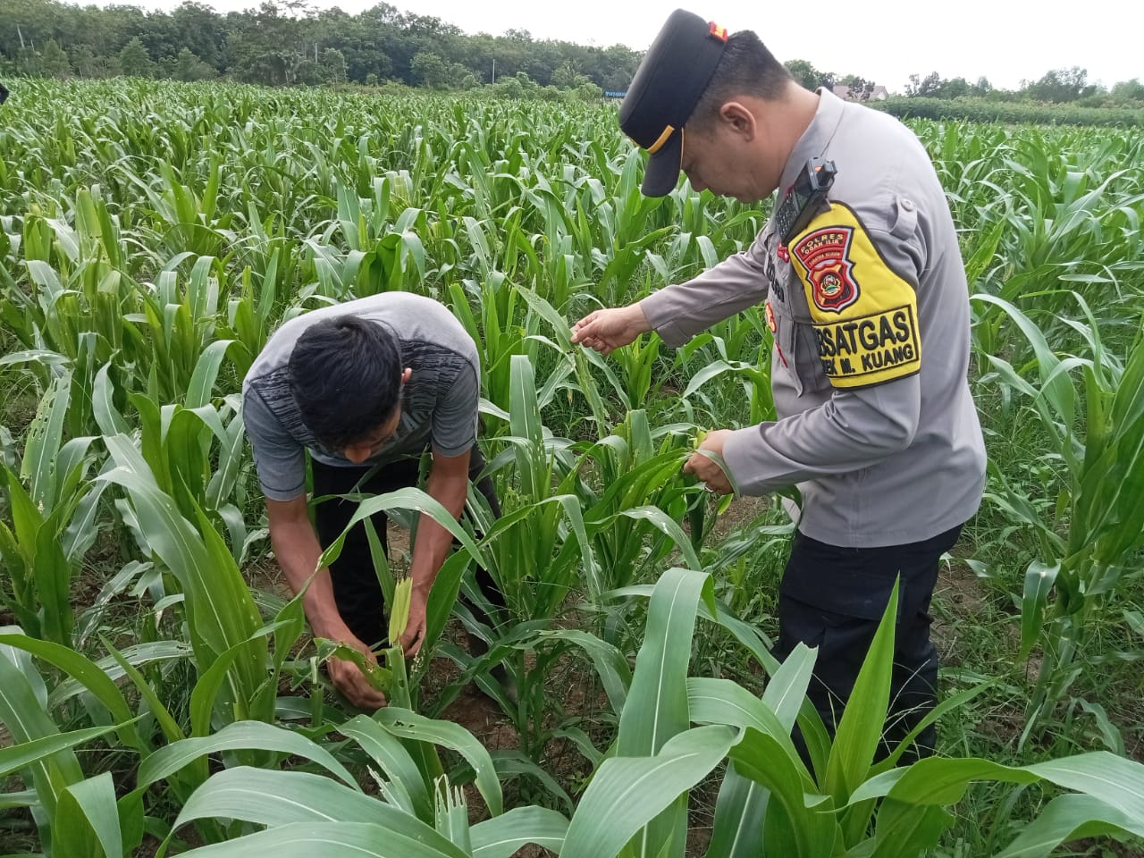 Personil Polsek Muara Kuang Ikut Pupuk Jagung Bersama Warga, Dukung Program Ketahanan Pangan