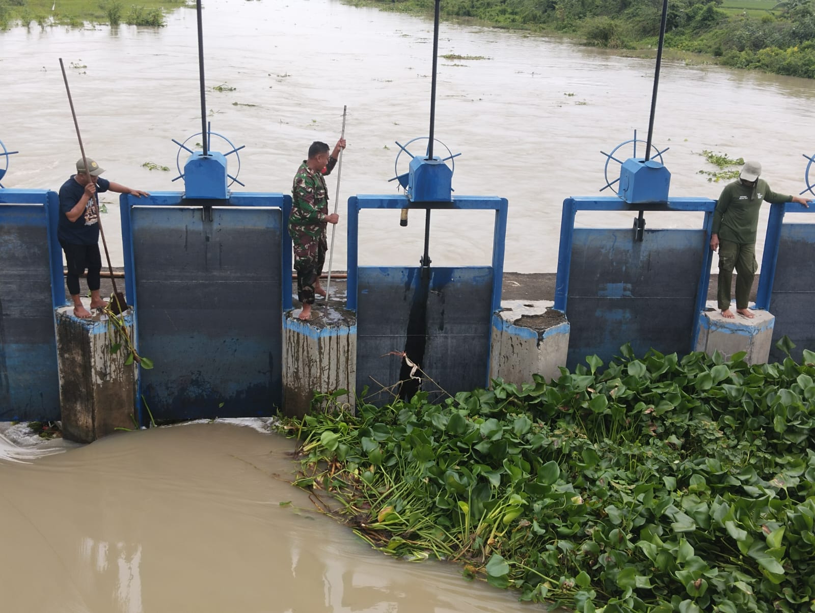 Babinsa Kodim 0719 / Jepara dan Perangkat Desa Bersihkan Eceng Gondok di Kali Serang