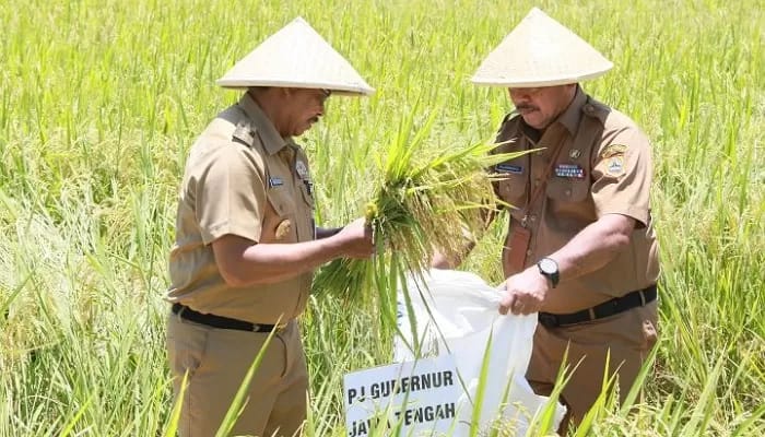 Pemprov Jateng Optimalkan Pertanian untuk Sokong Kebutuhan Nasional
