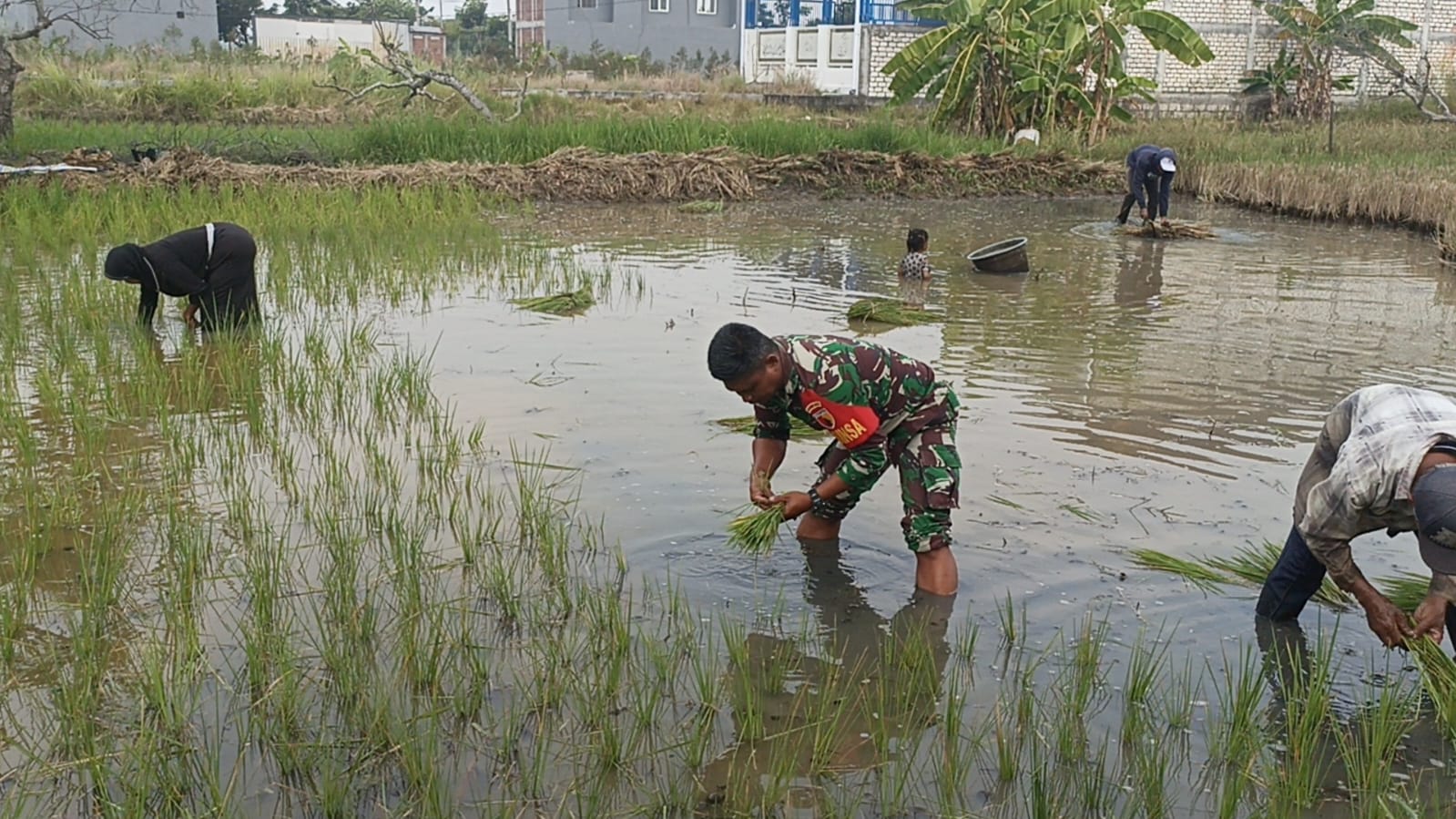 Dukung Ketahanan Pangan Wilayah, Babinsa Bantu Petani Tanam Padi