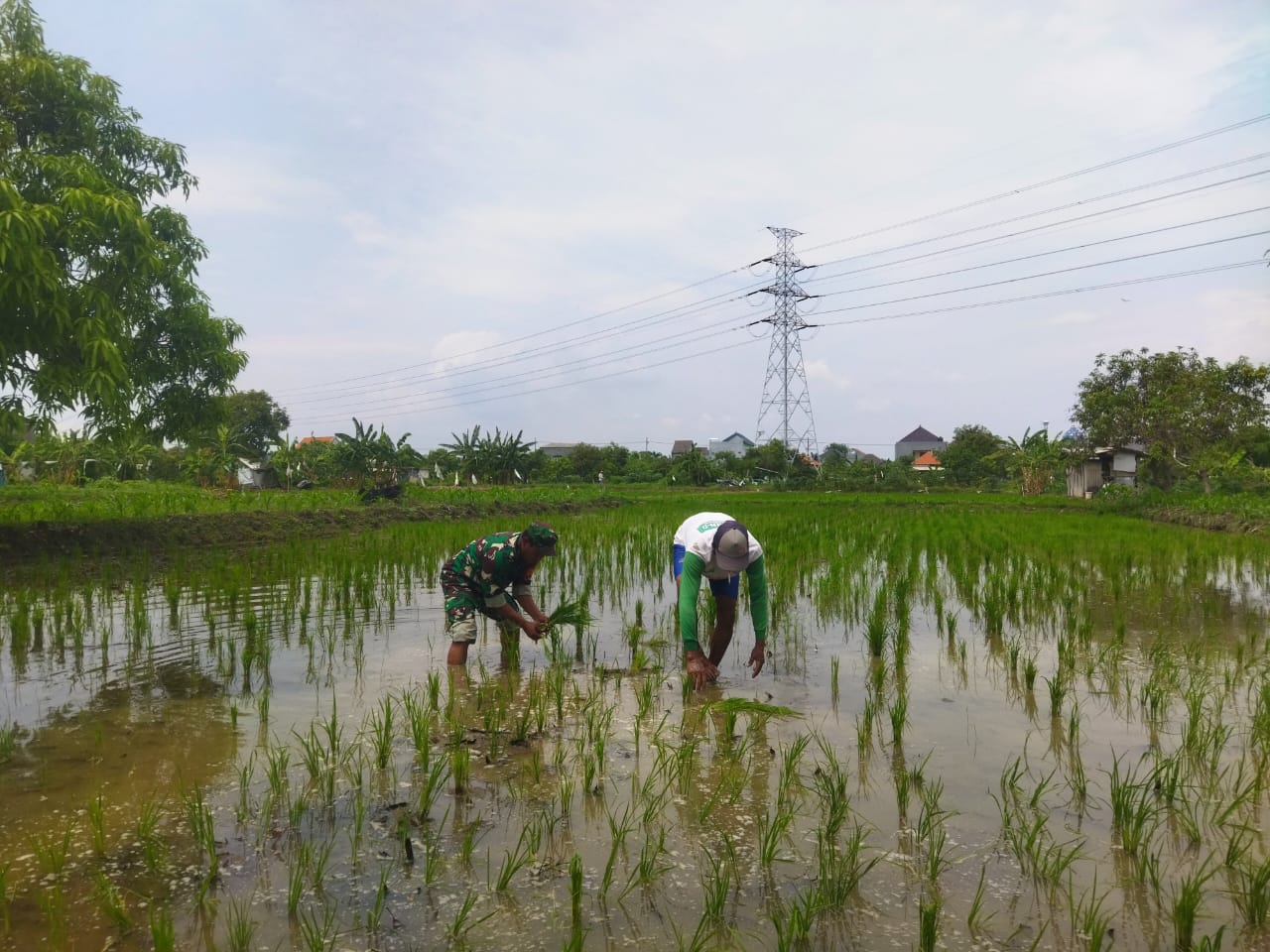 Babinsa Koramil 0817/06 Manyar Bersama Masyarakat Melaksanakan Penyulaman Tanaman Padi di Desa Pongangan