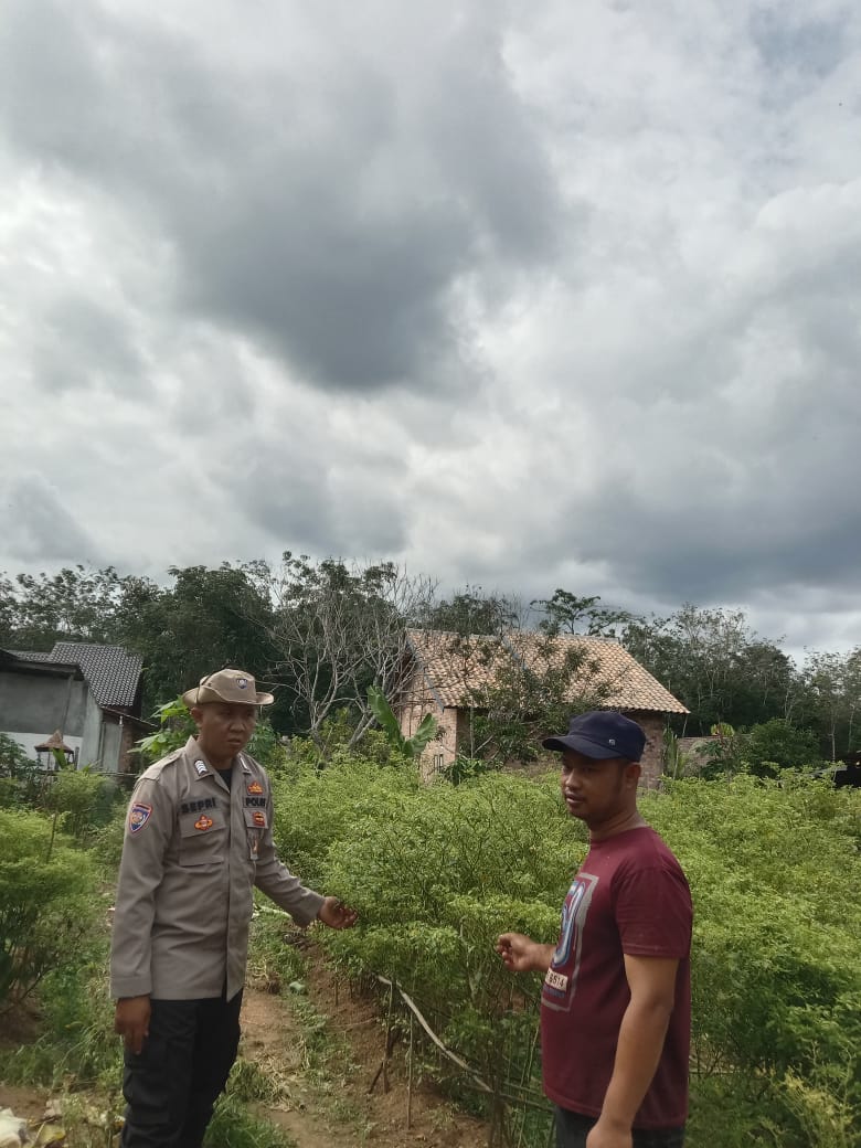 Dukung Ketahanan Pangan, Kapolsek Muara Kuang Kontrol bibit dan Bantu Warga Menanam cabai Unggul di Desa Rantau Sialang