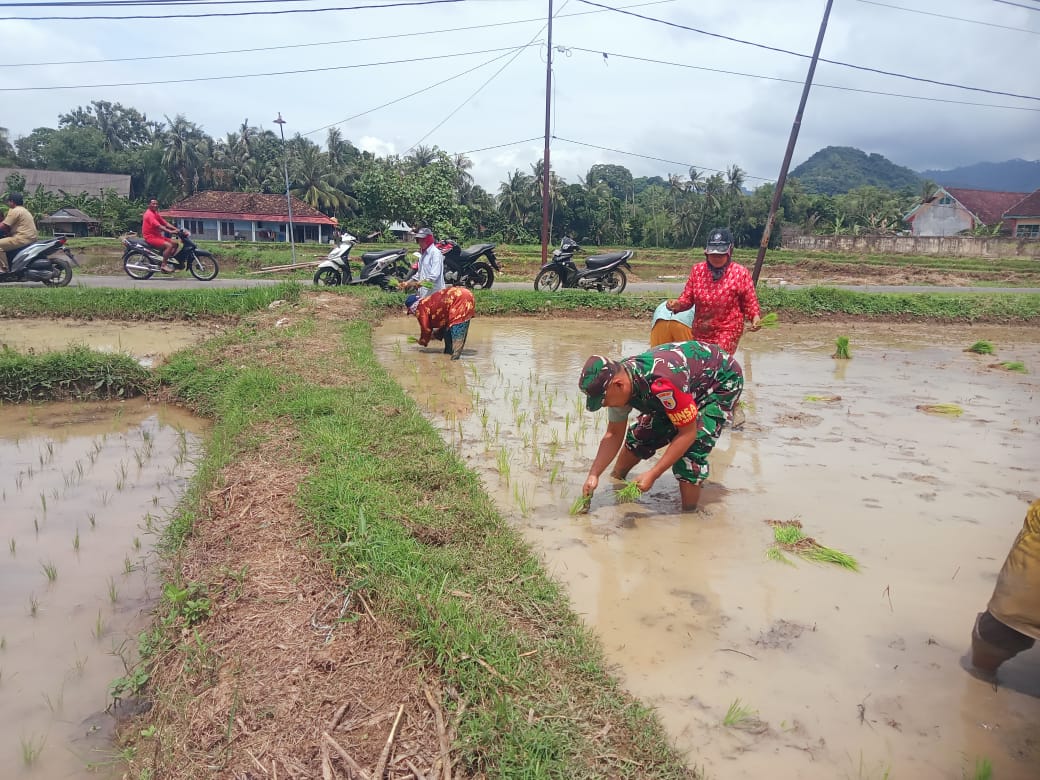 Babinsa Koramil 0817/17 Sangkapura Dorong Swasembada Pangan dan Motivasi Petani