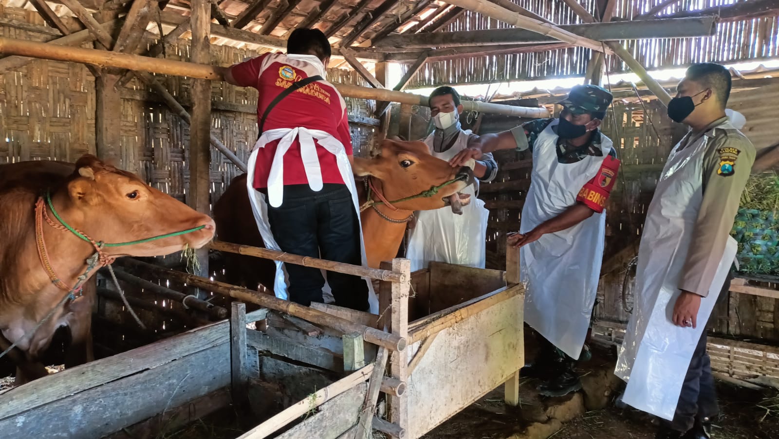 Polres Sampang Dukung Pemkab Atasi PMK Hewan Ternak