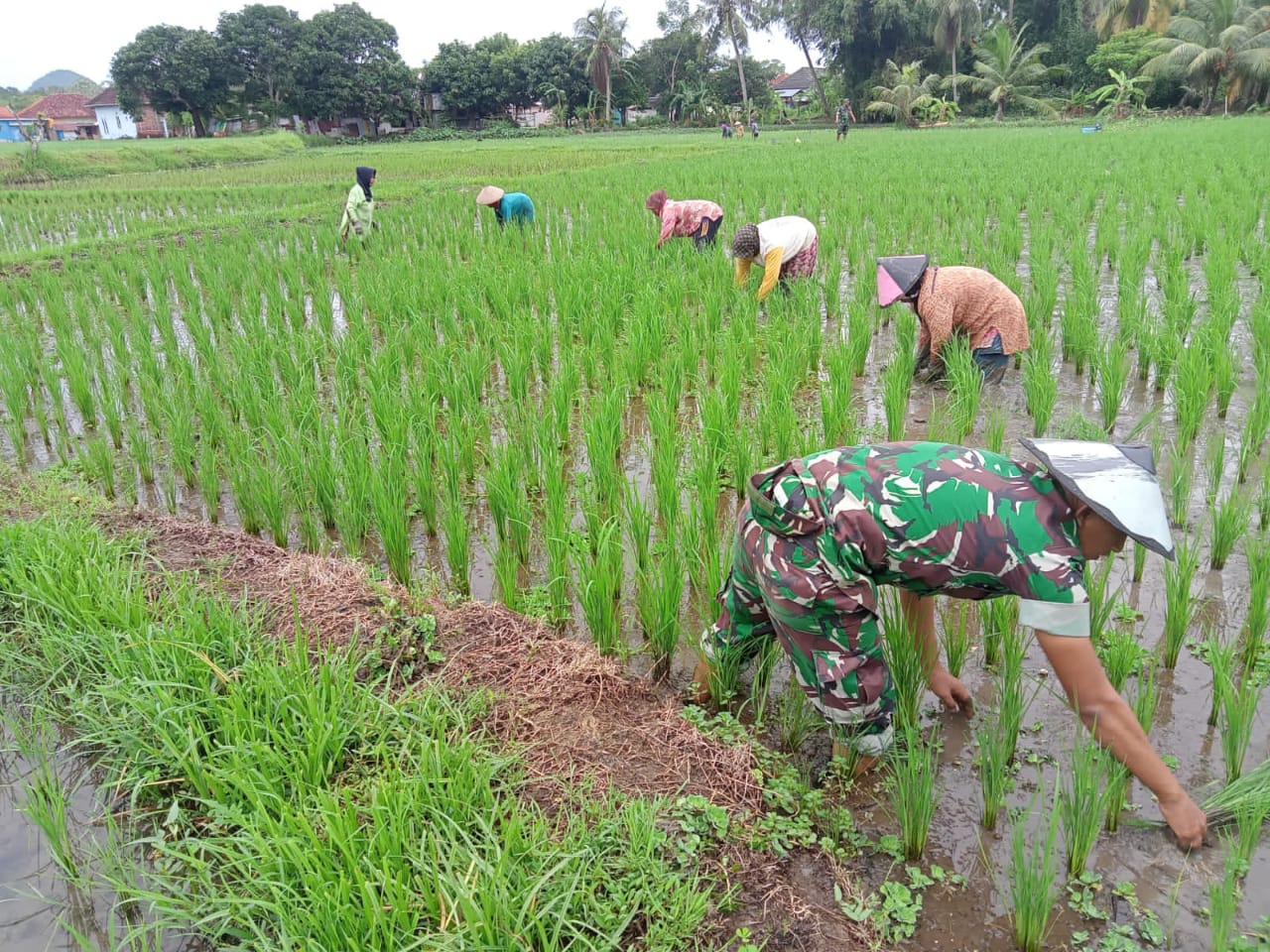 Babinsa Koramil 17/Sangkapura Kodim 0817/Gresik Dampingi Petani Bersihkan Gulma di Dusun Gandaria