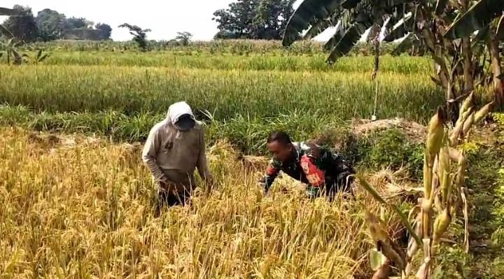 Babinsa Bantu Petani Binaan dalam Panen Padi, Wujud Dukungan TNI terhadap Ketahanan Pangan