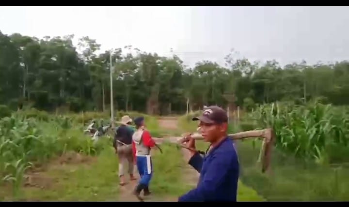 Dukung Ketahanan Pangan, Anggota Polsek Muara Kuang Rawat Tanaman Cabai