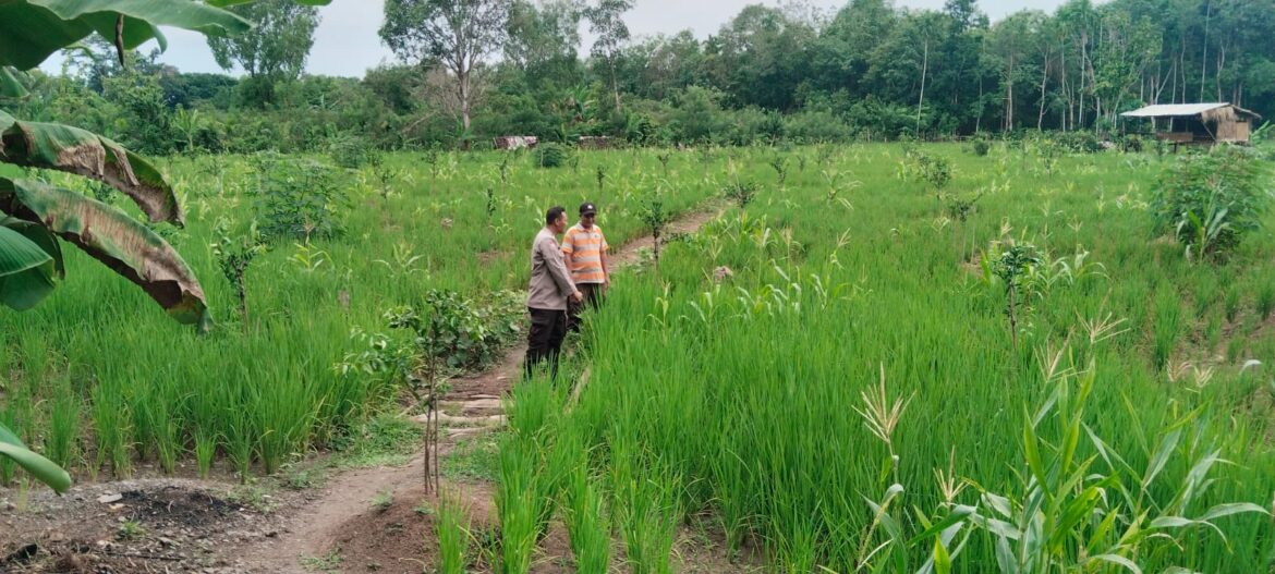 Polsek Muara Kuang Lakukan Pengecekan Lahan Jagung di Desa Munggu