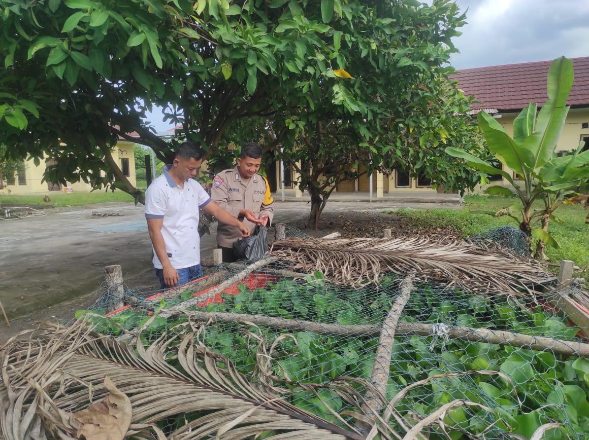 Dukung Ketahanan Pangan Nasional, Polsek Rantau Alai Budidayakan Ikan Patin