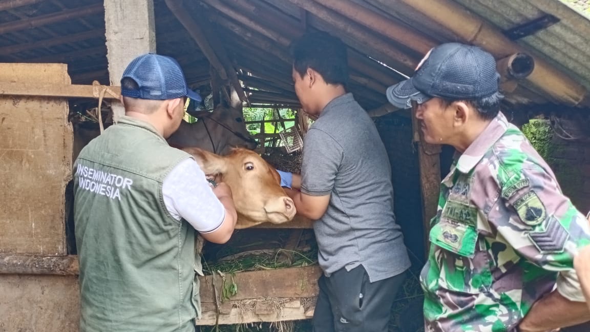 Babinsa Kodim 0719 / Jepara Dampingi Vaksinasi PMK di Desa Bantrung untuk Cegah Penyebaran Virus