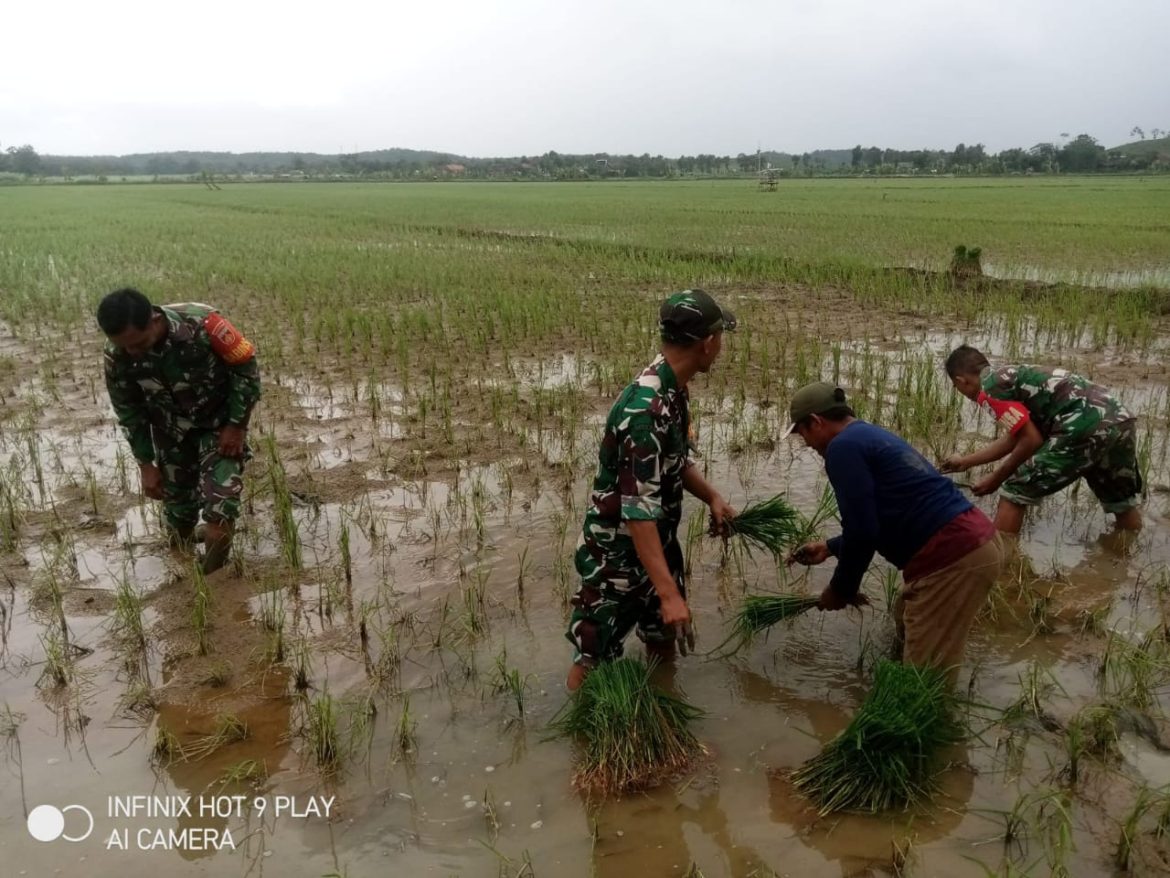 Babinsa Koramil 12 / Donorojo, Kodim 0719 / Jepara, Dampingi Gapoktan Sudi Makmur dalam Pemeliharaan Padi Masa Tanam I