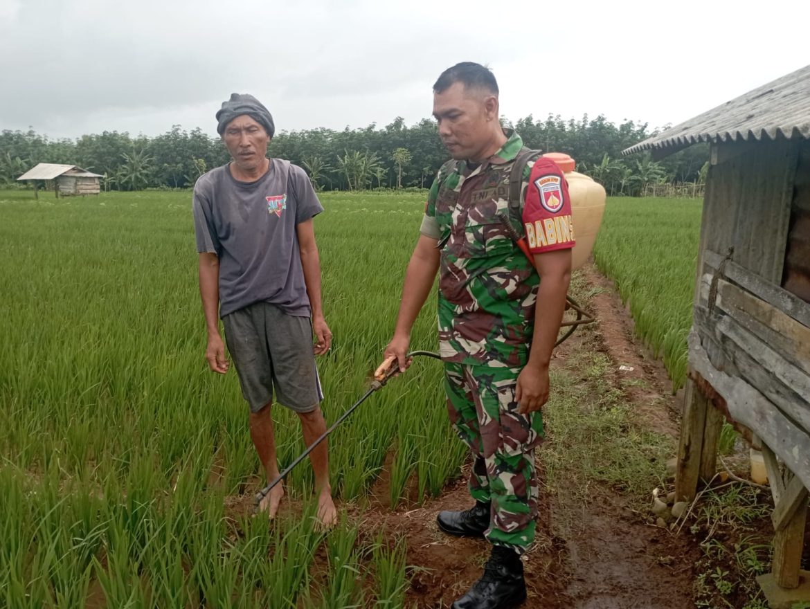 Babinsa Kodim 0719 / Jepara Dampingi Penyemprotan Pupuk di Lahan Pertanian Desa Dermolo