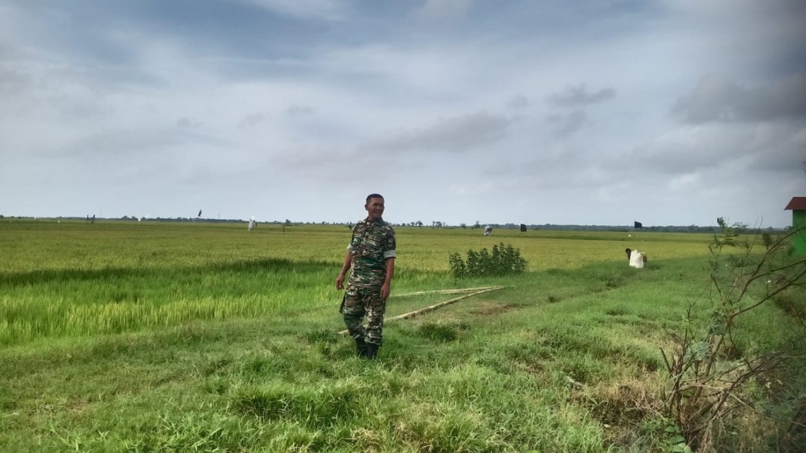 Sertu Harto Utomo, Babinsa Kodim 0719 / Jepara Sukses di Bidang Pertanian, Jadi Inspirasi Masyarakat