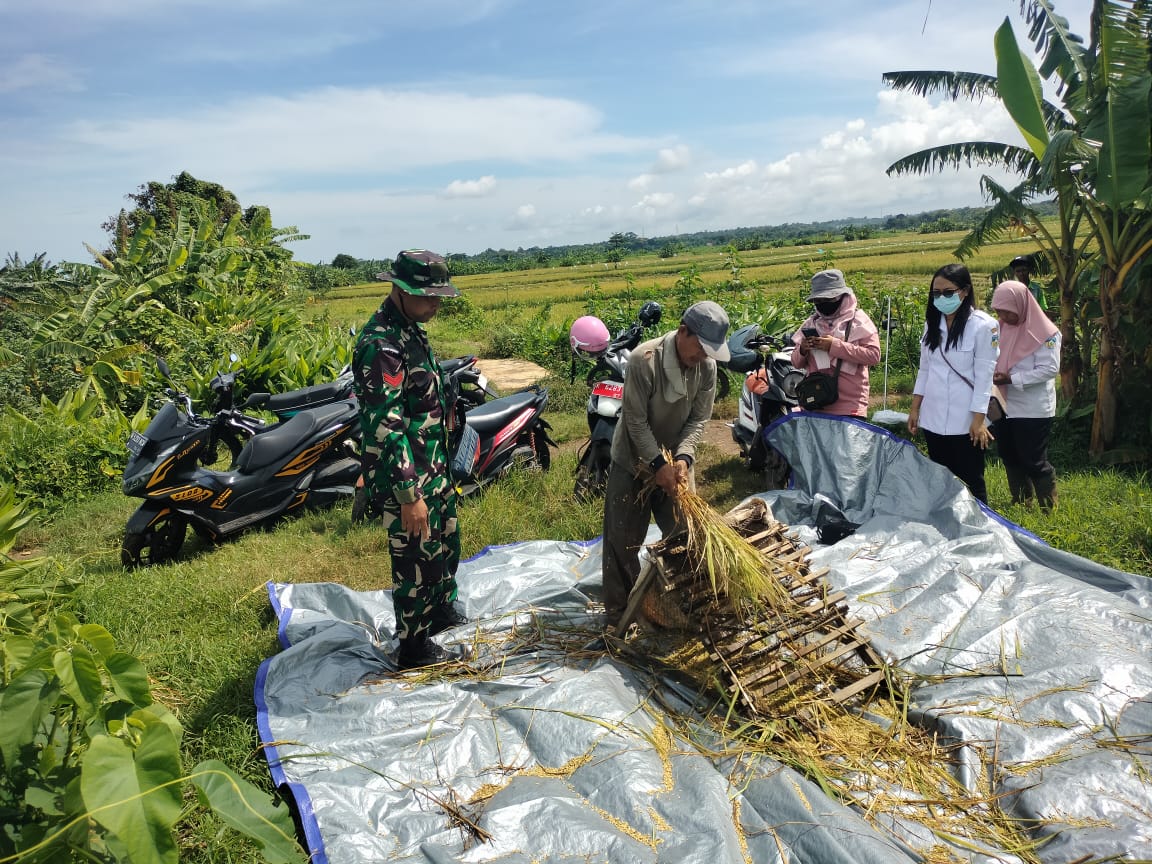 Babinsa Kodim 0719 / Jepara Dampingi Kegiatan Ubinan di Sawah Desa Menganti