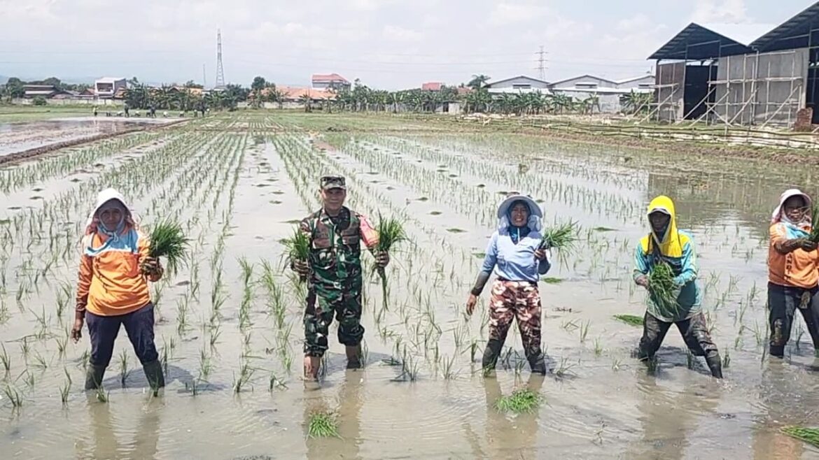 Wujudkan Swasembada Pangan Nasional, Babinsa Ikut Tanam Padi