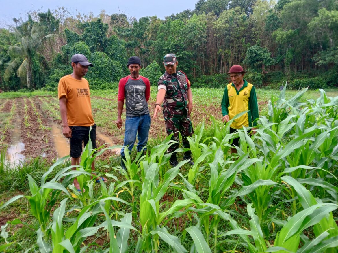 Babinsa Koramil 0817/17 Sangkapura Dampingi Petani dalam Pemupukan Jagung di Desa Suwari