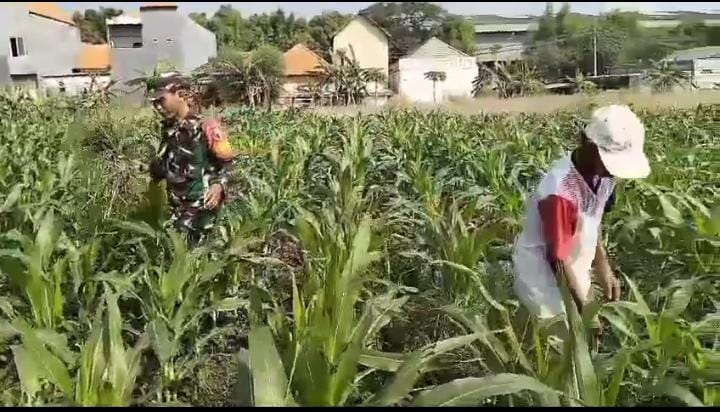 Babinsa Bersama Petani Bersihkan Gulma Pada Tanaman Jagung